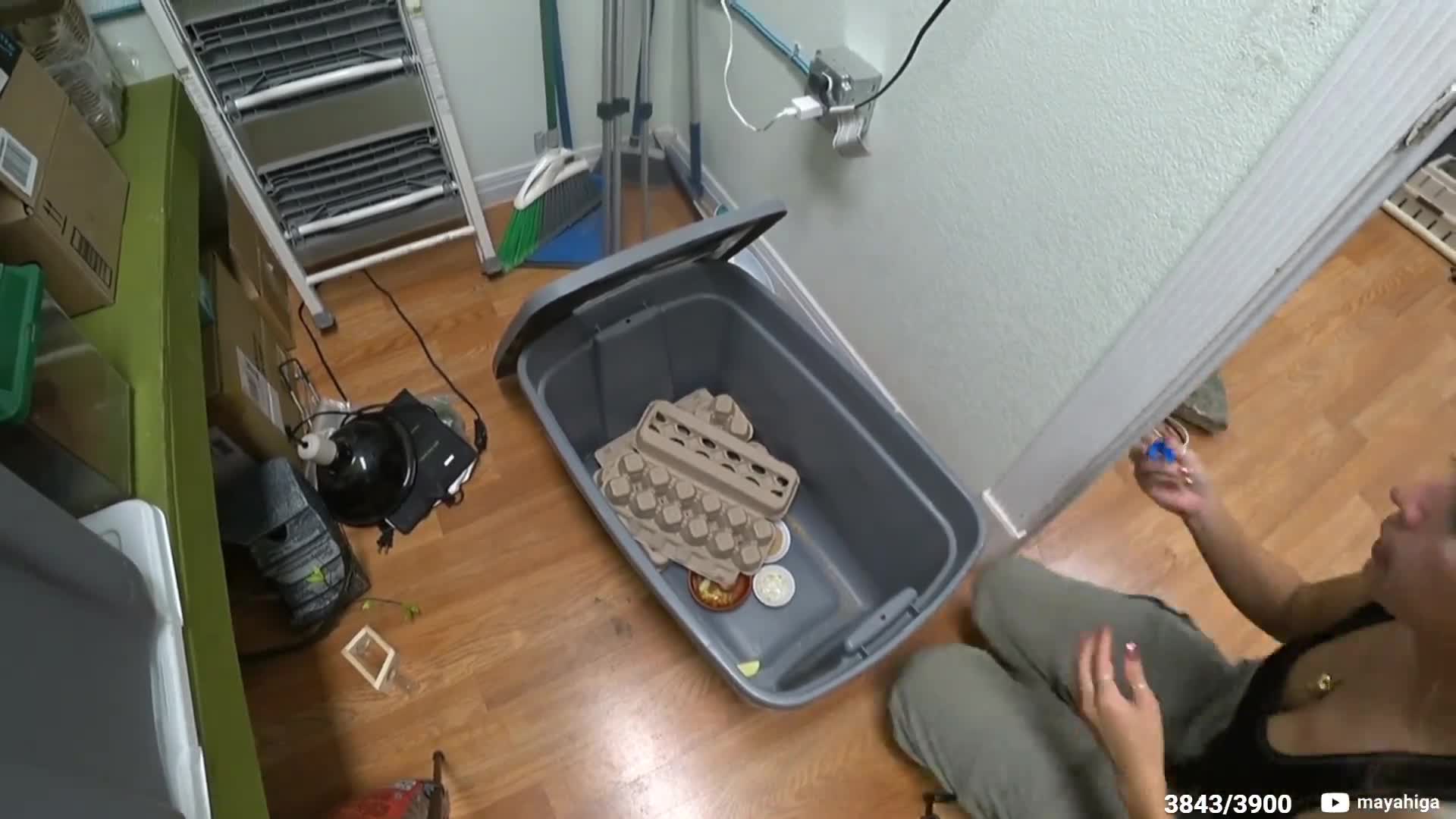 Video 589122 from Mayahiga | maya