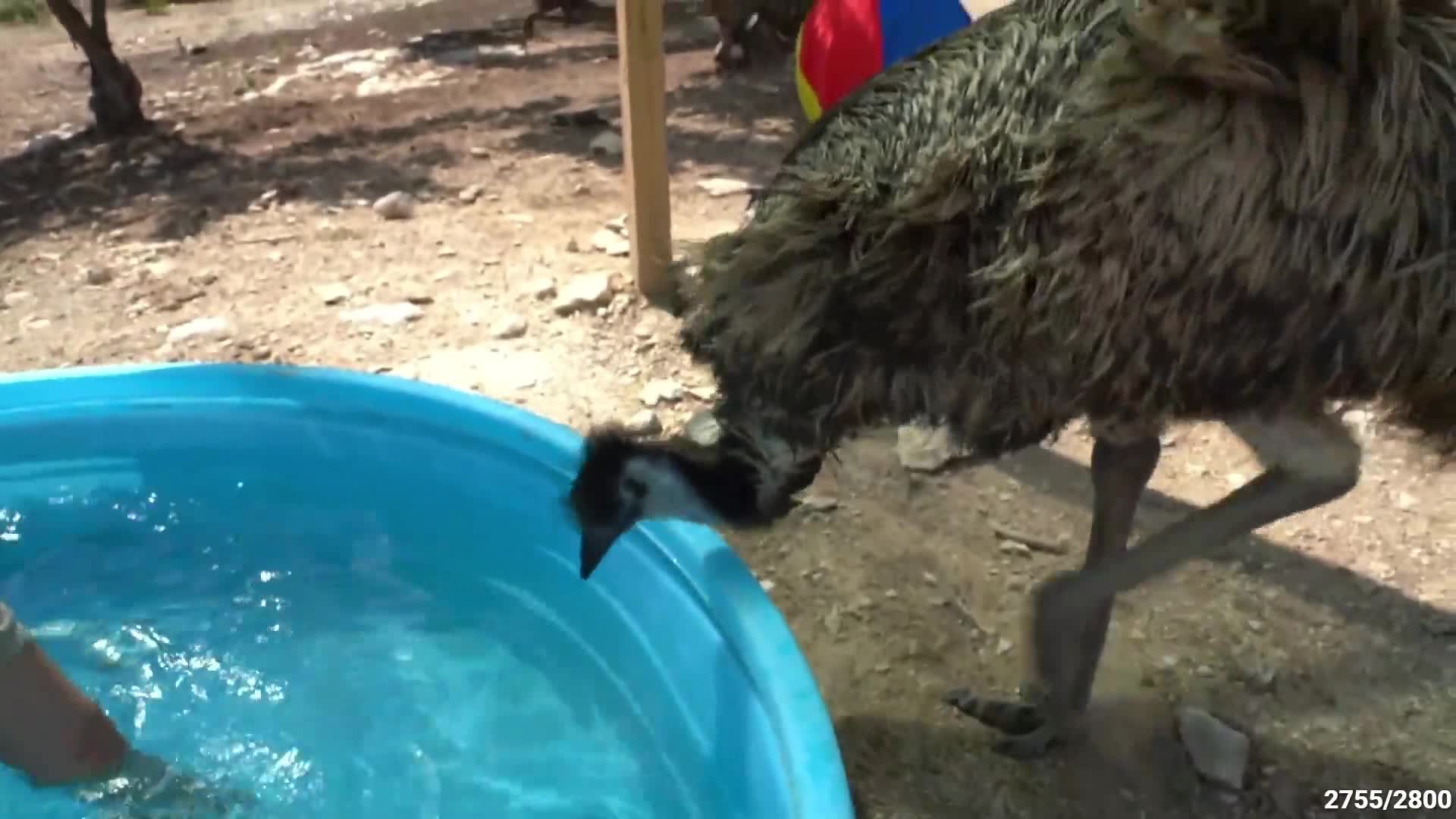 Video 589216 from Mayahiga | maya