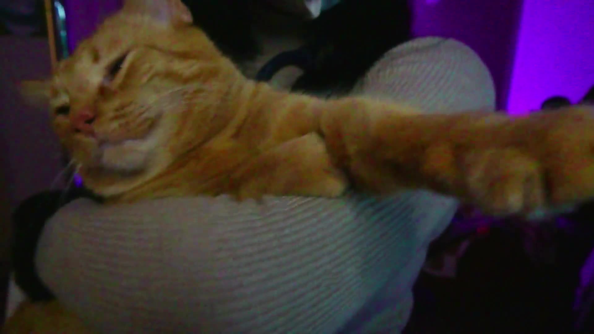 Video 589371 from CottontailVA