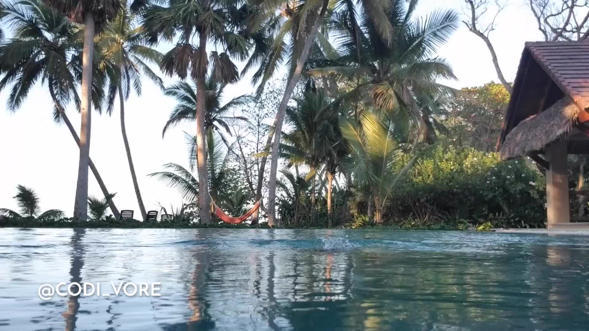 Video 599588 from Codi vore / codivore