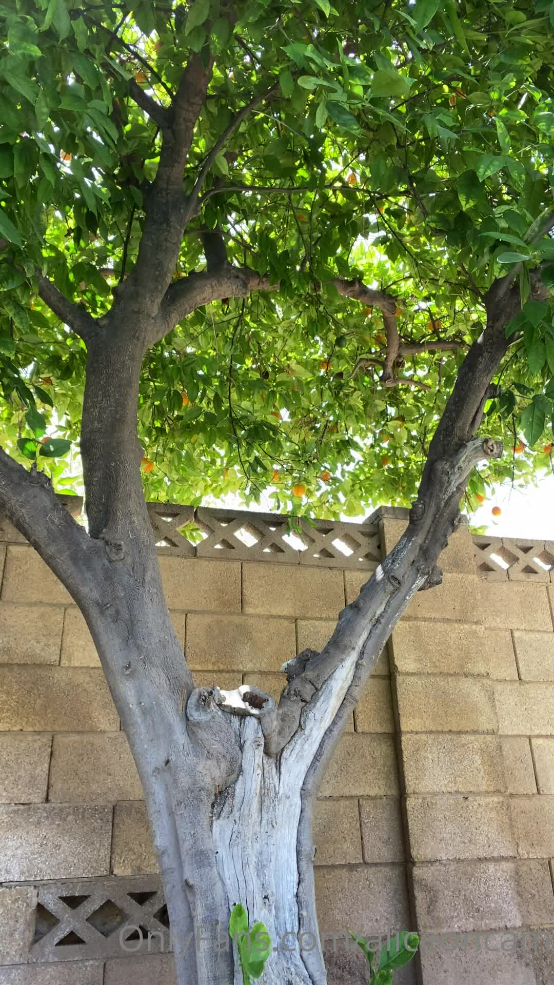 Video 631597 from Alice White / AliceOnCam