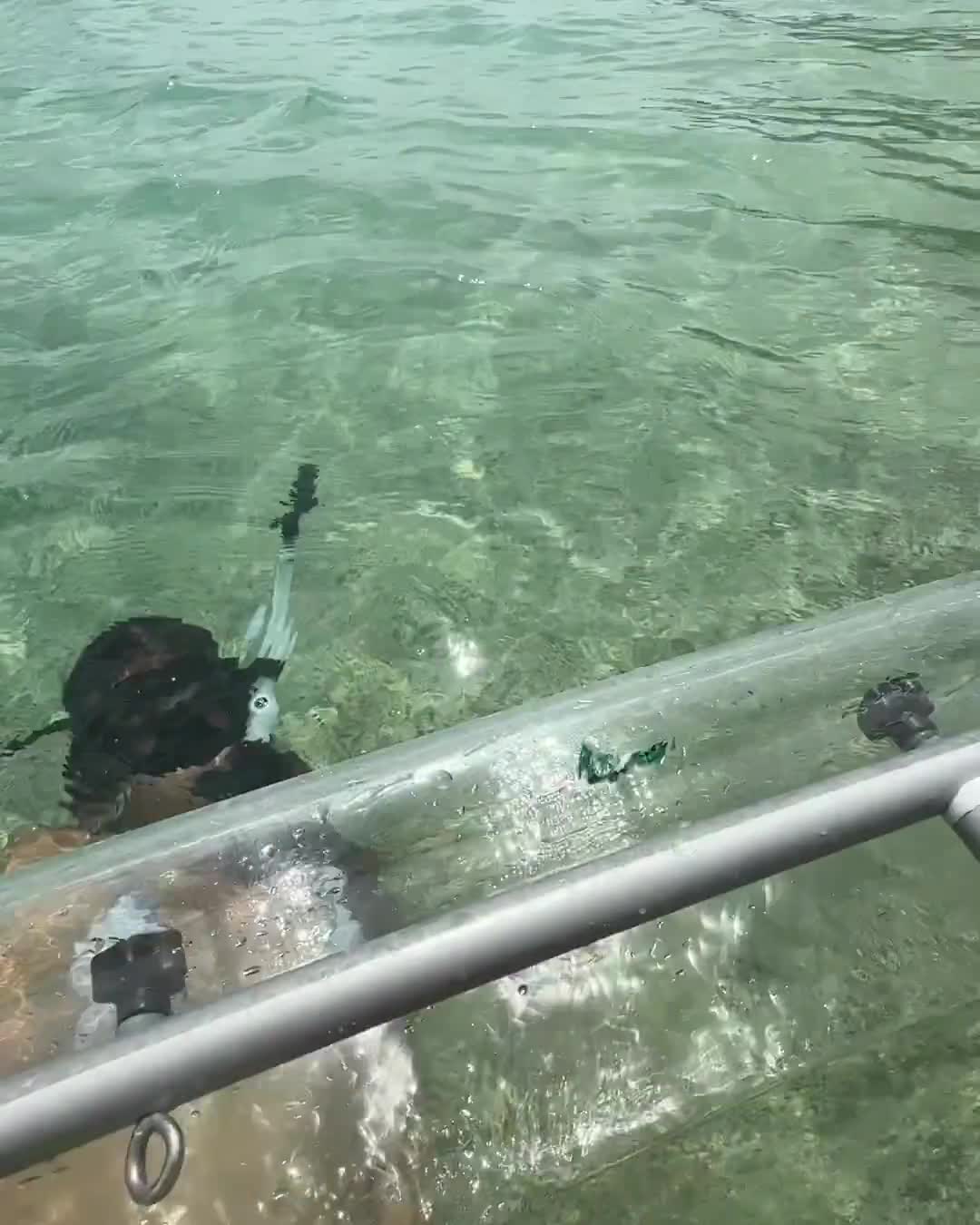 Video 715096 from Allure By Ana