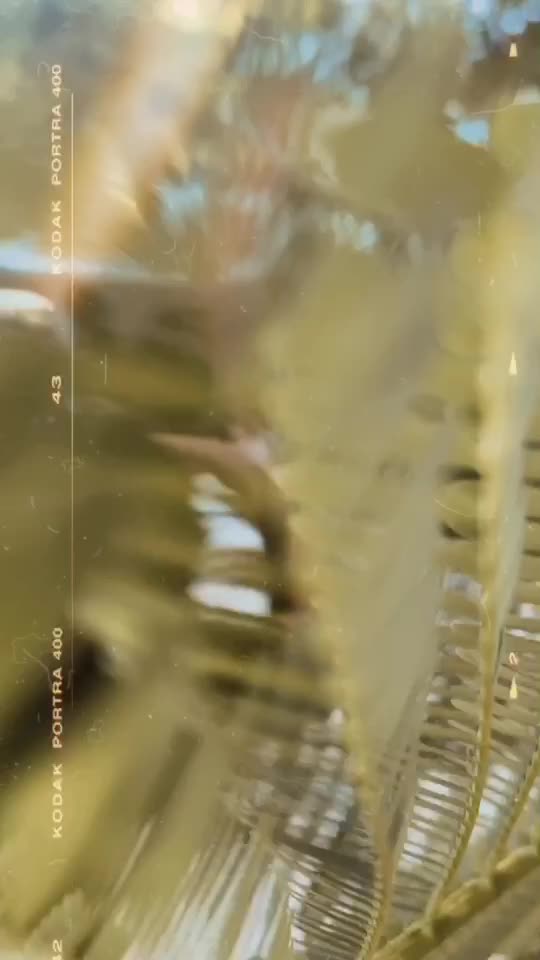 Video 728086 from @mulatafit / Sunny Doria Vargas