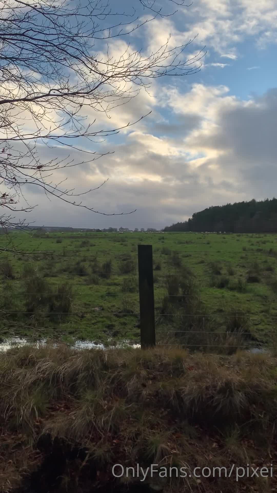 Video 741425 from Pixei / AZNnobody