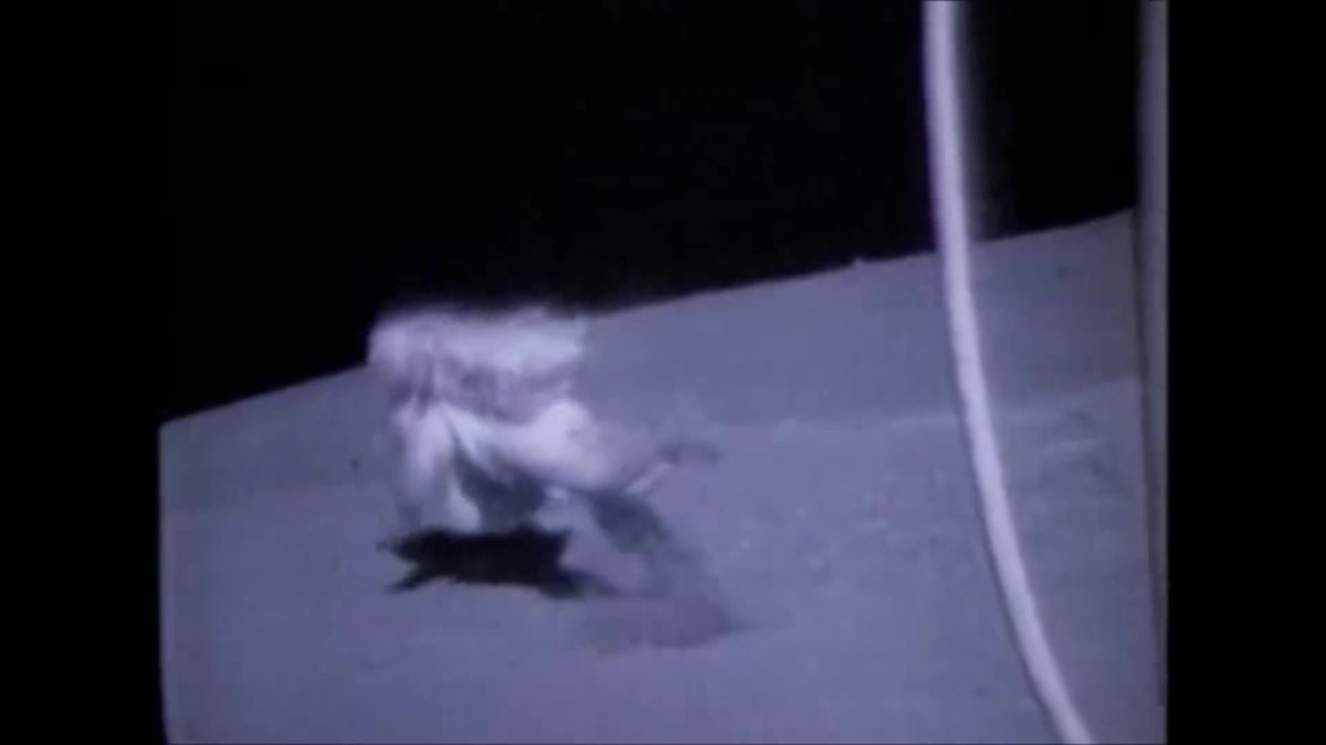 Video 834992 from JackandJill | jackplusjill