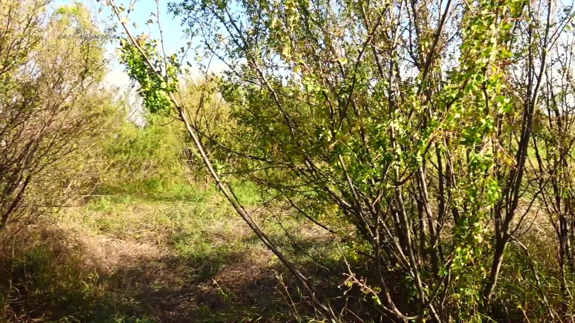 Video 846655 from darlingjosefin