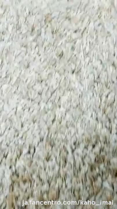 Video 909892 from Kaho Imai