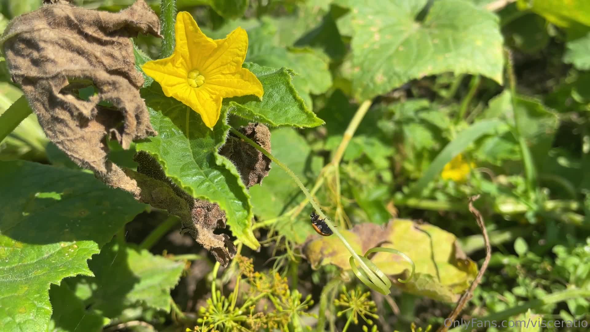 Video 913057 from Visceratio