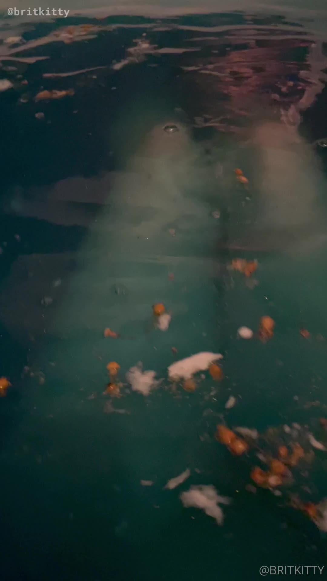 Video 913555 from Britkitty