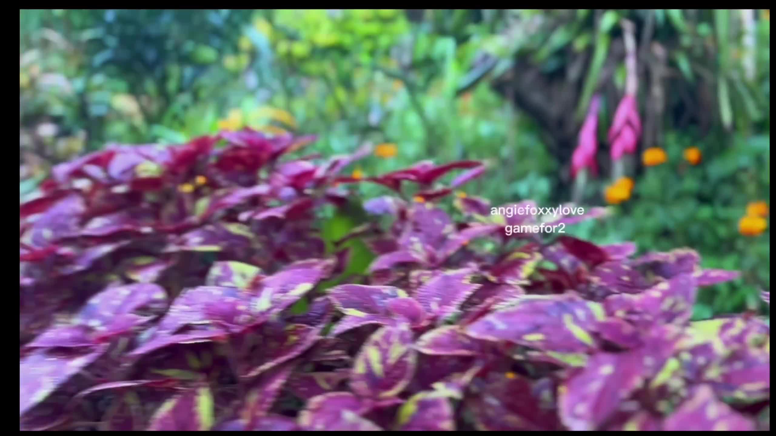 Video 915502 from Angie Bravo / AngieFoxxyLove / HugeTitsAngie