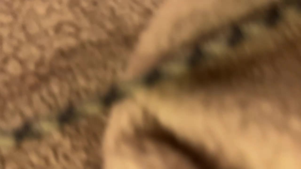 Video 939252 from Bby_Julesss /  Bby-Julesss aka Princess Tiny Titties