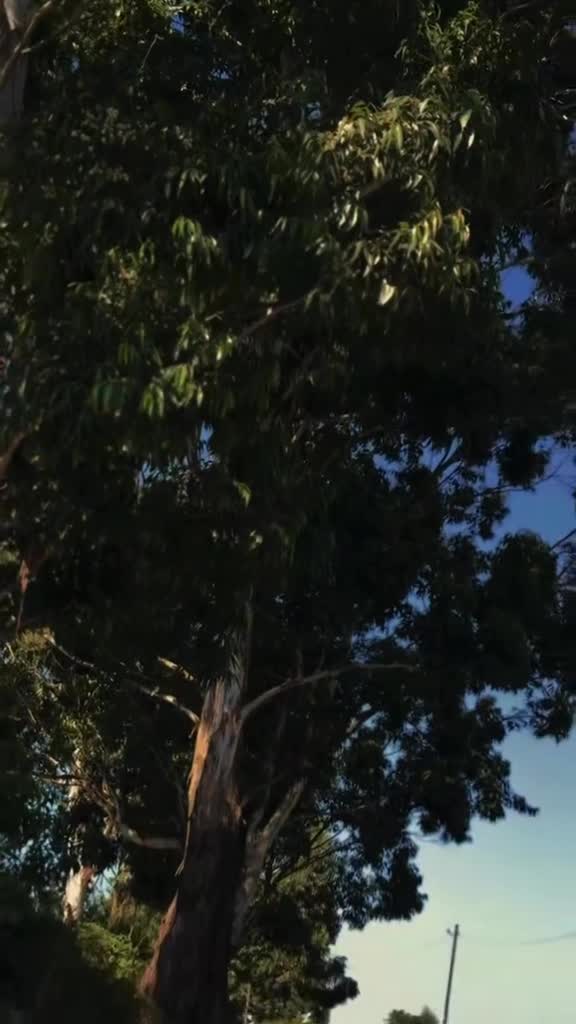 Video 1123155 from mazizi220 / the_real_mazizi