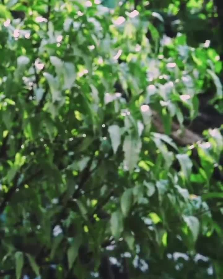 Video 1132824 from Minji (NewJeans)