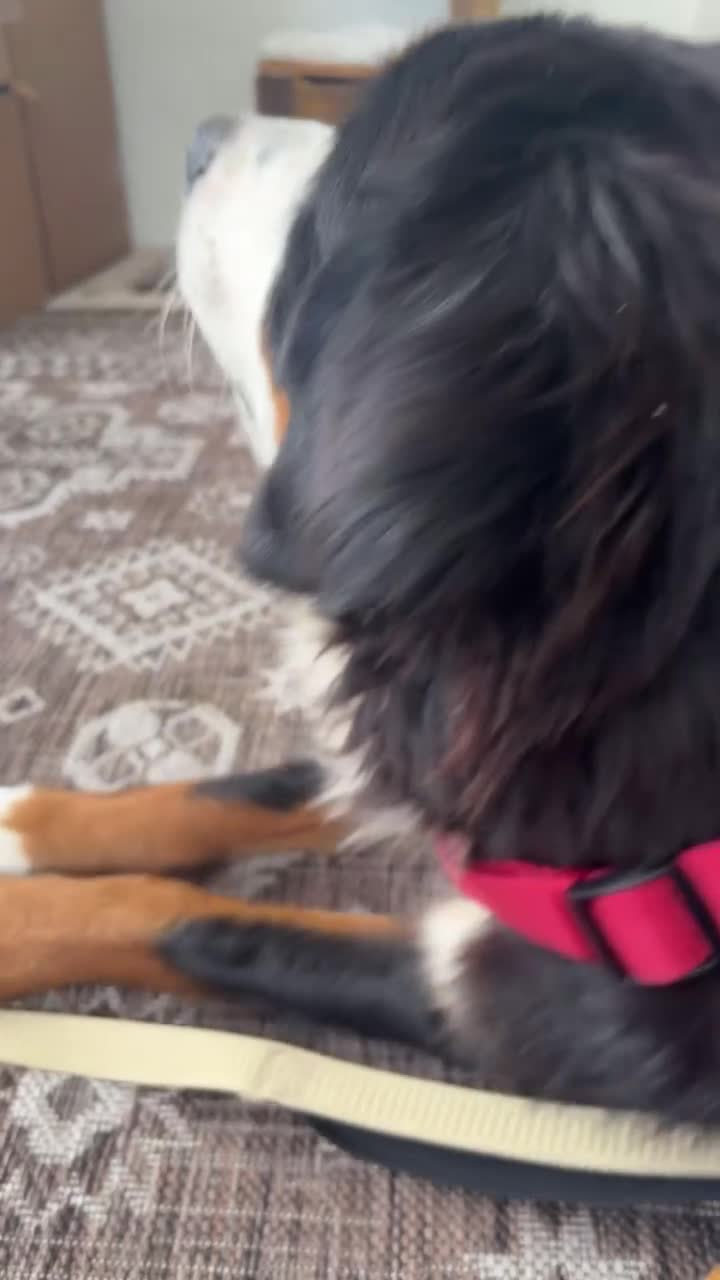 Video 1152151 from Ashton Birdie