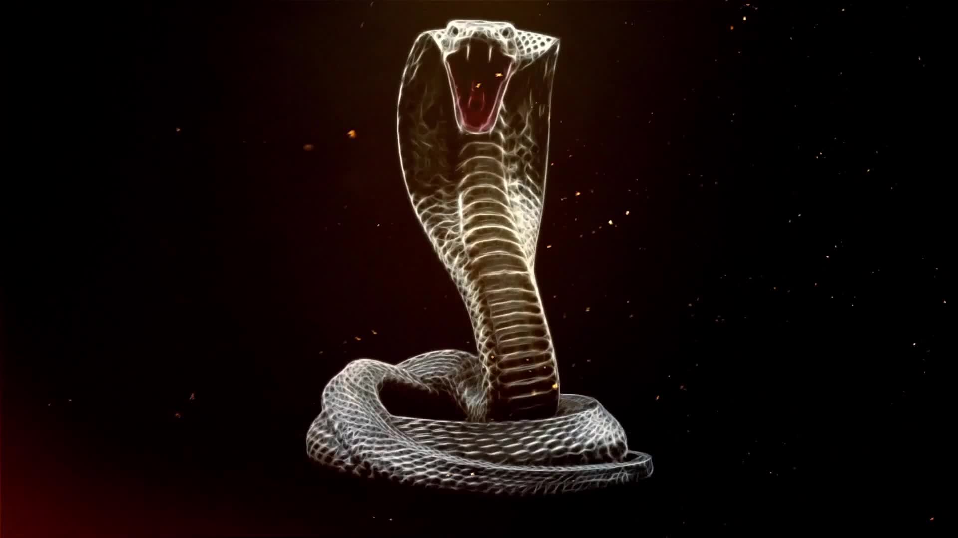 Video 1165056 from RealKingCobra | King cobra