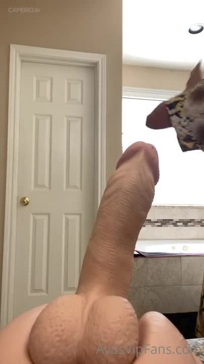 Video 1309468 from Ava Addams