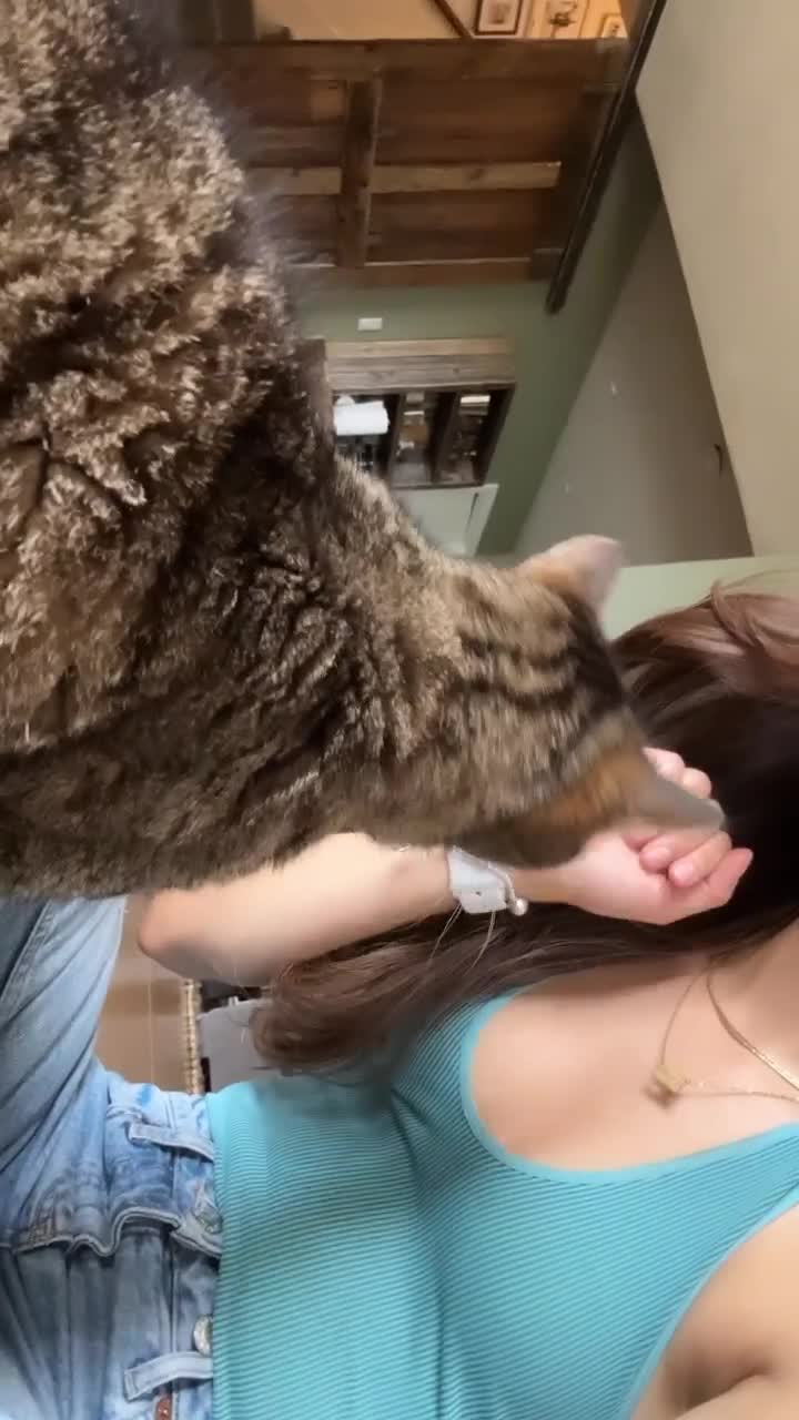 Video 1339086 from Andrea Gutiérrez (Andreagtzro) Mexican Influencer