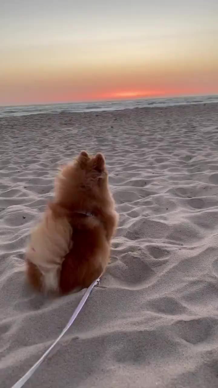 Video 75880 from Kim Schiele