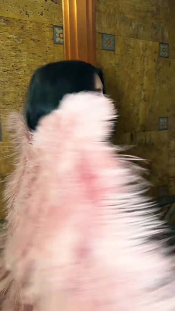 Video 1469049 from Rachel Brockman / rachelbrockmann