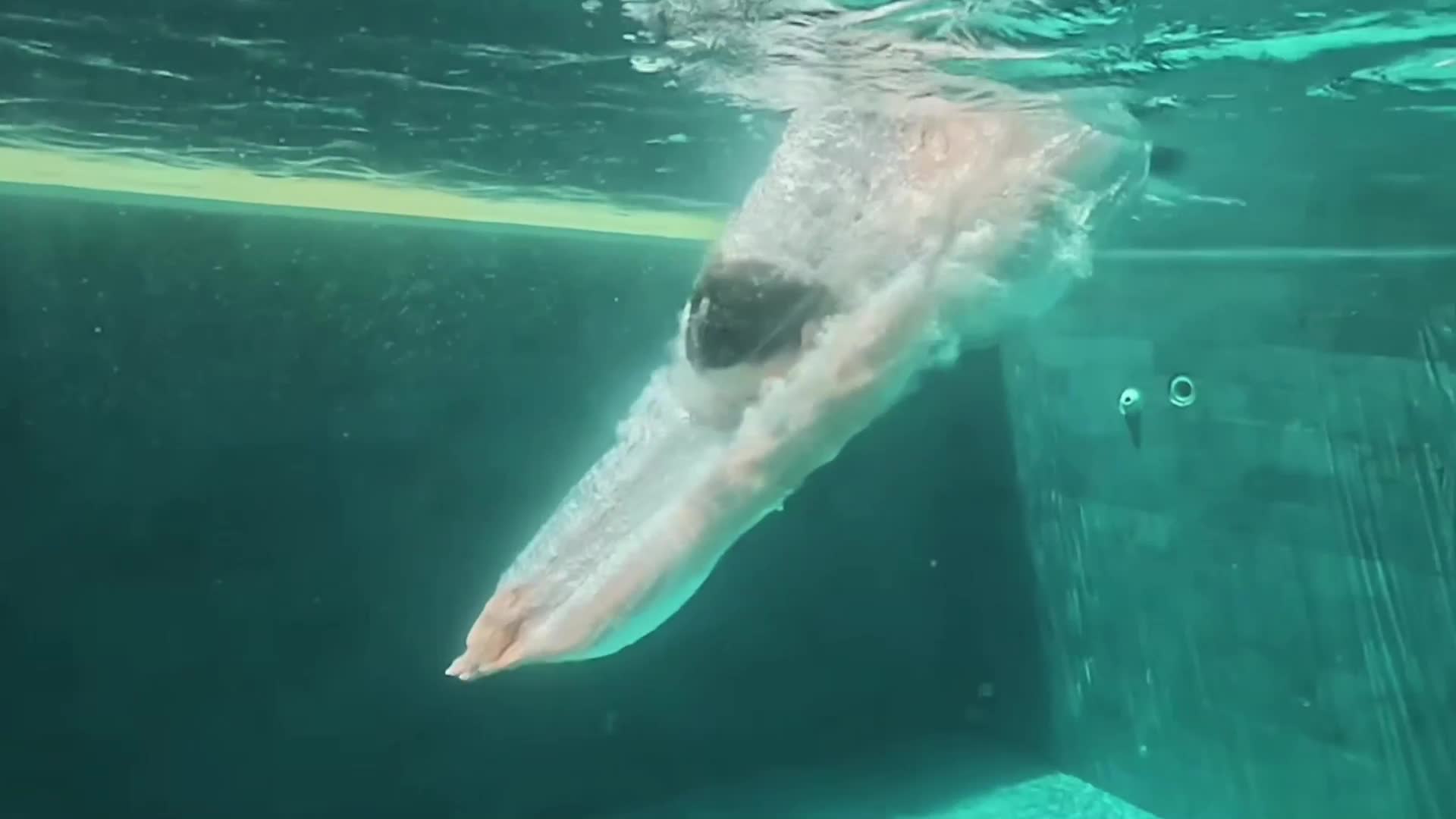 Video 1482479 from Alice Li