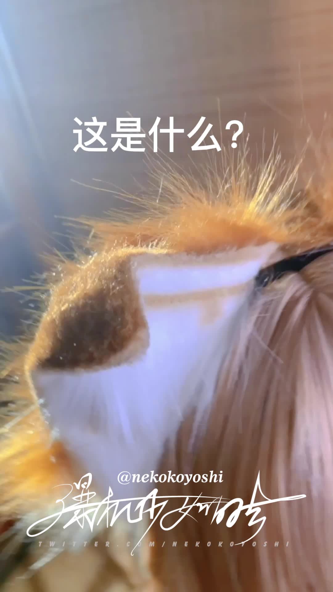 Video 1495332 from nekokoyoshi | 爆机少女 喵小吉 | 喵小吉