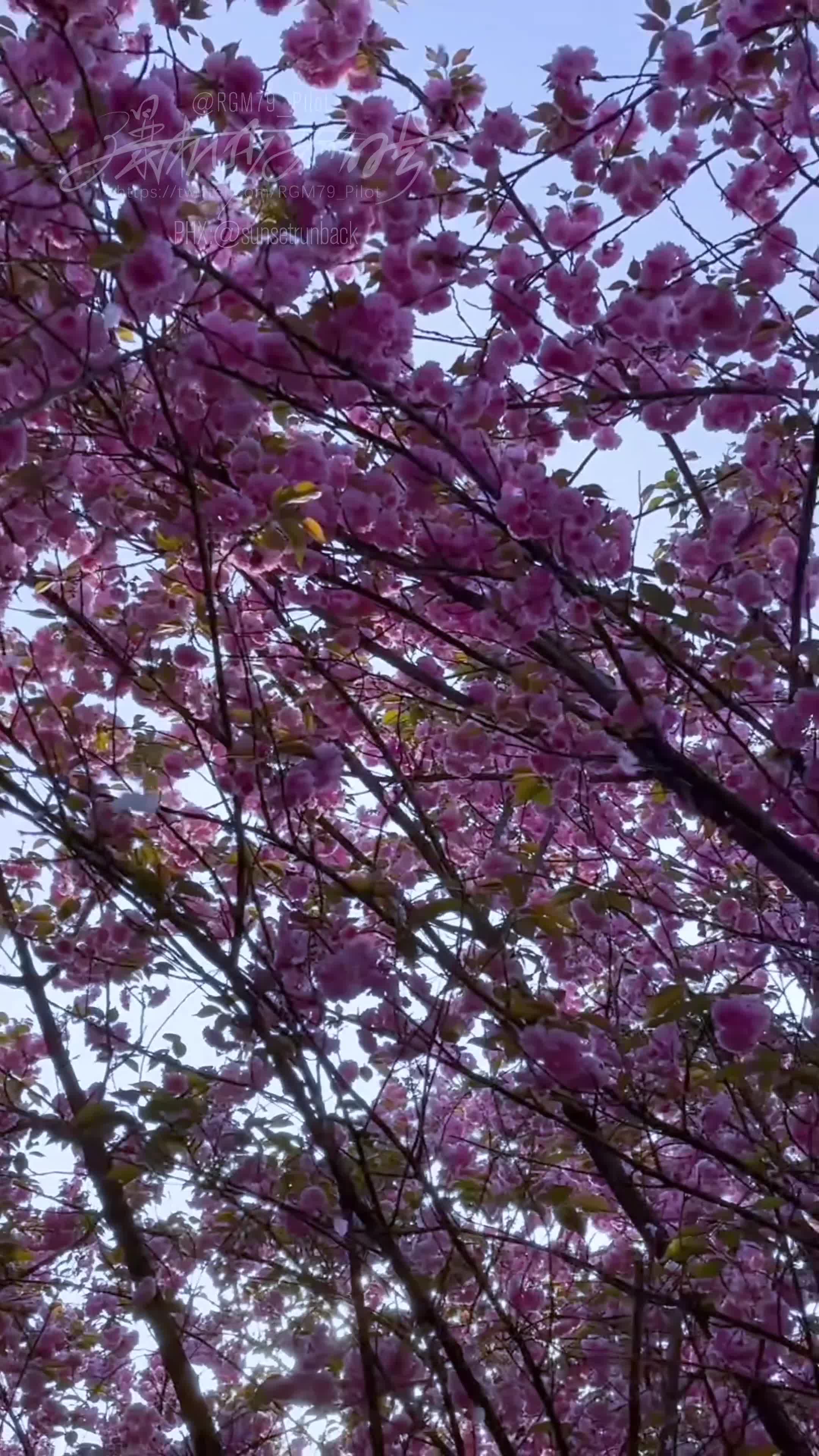 Video 1495339 from nekokoyoshi | 爆机少女 喵小吉 | 喵小吉