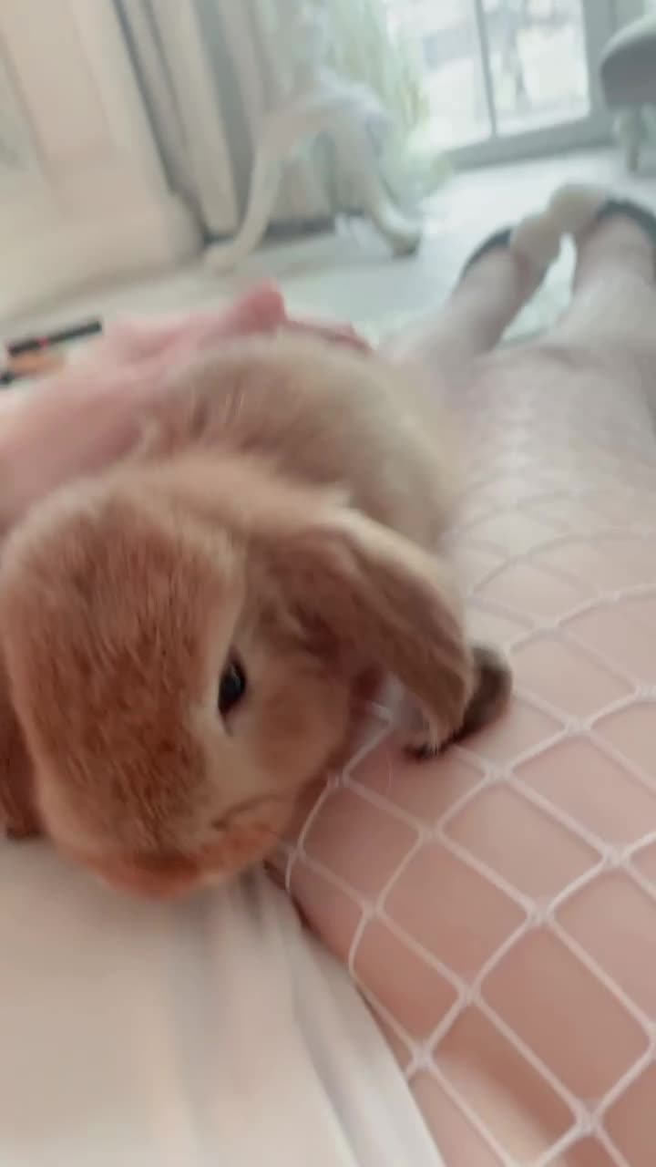 Video 1505427 from frauleinmilk / suisaiuwu