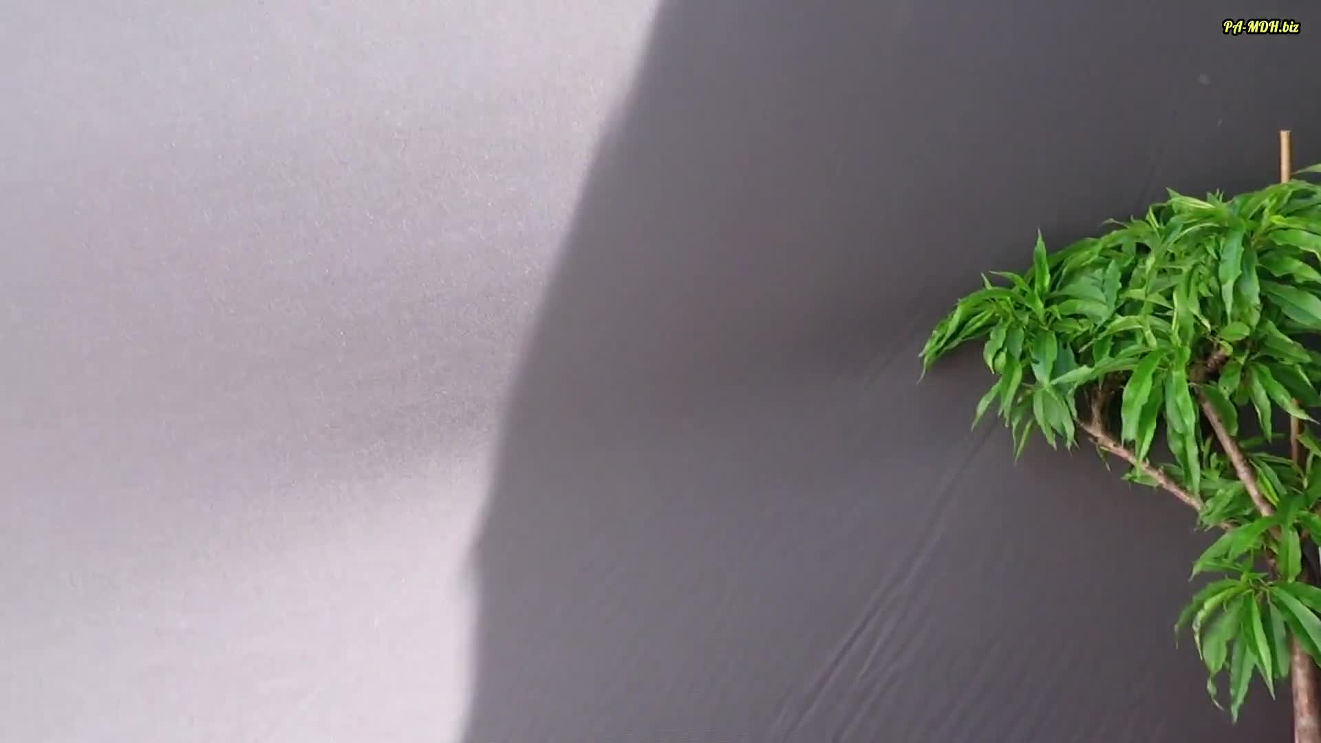 Video 1590937 from Young-Devotion