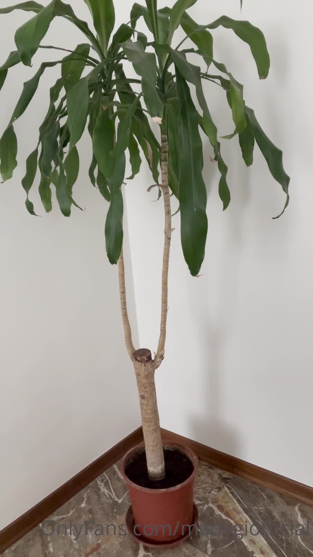 Video 8087 from Mady Gio