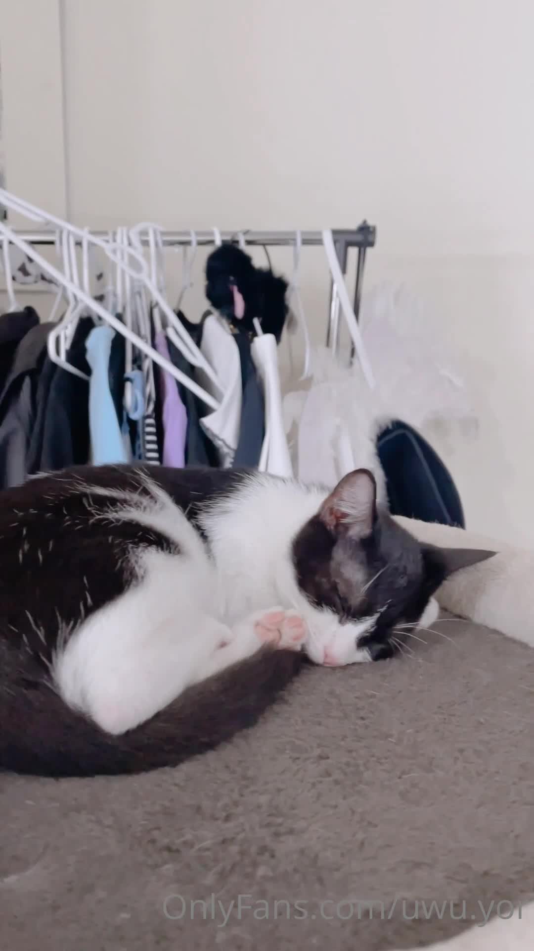 Video 19266 from yor.uwu