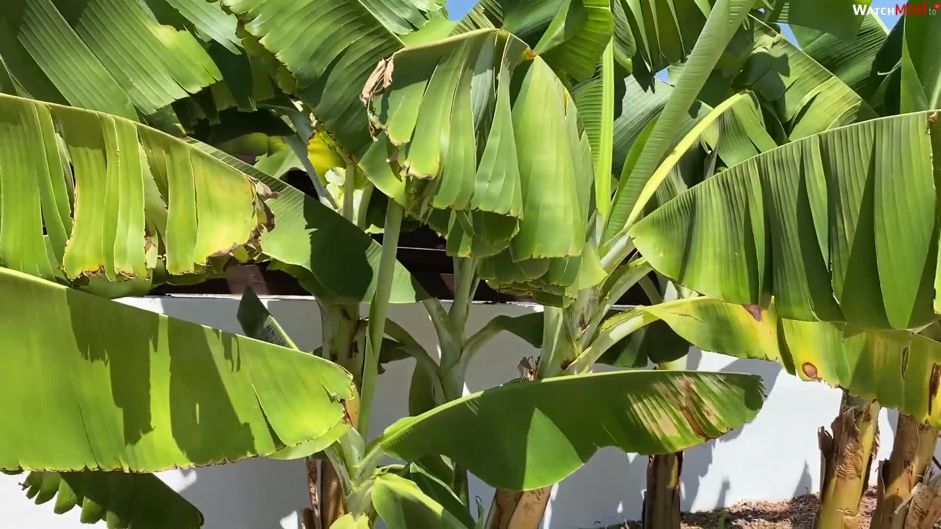 Video 22322 from Juicy Alison