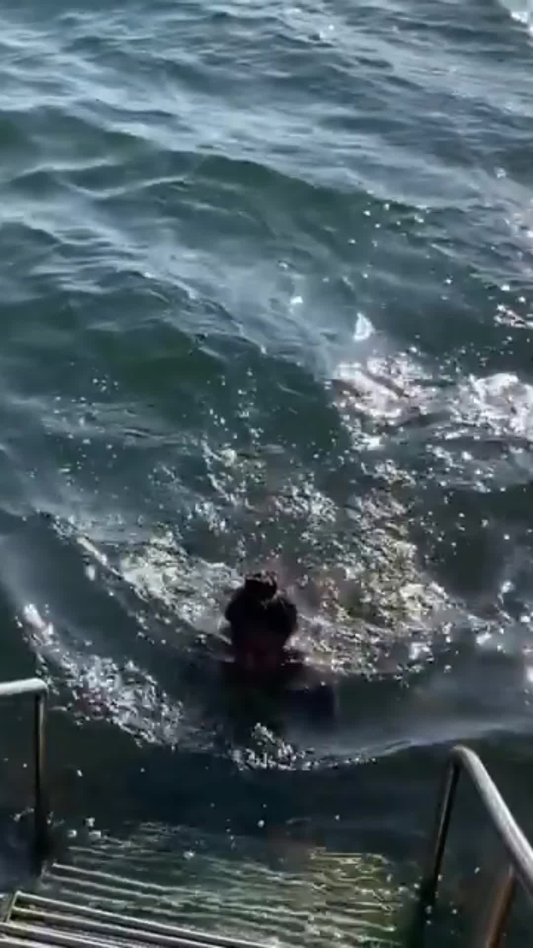 Video 24257 from Khaddi Sagnia