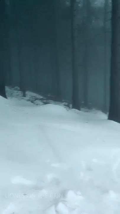 Video 54533 from Lioness in the Rain