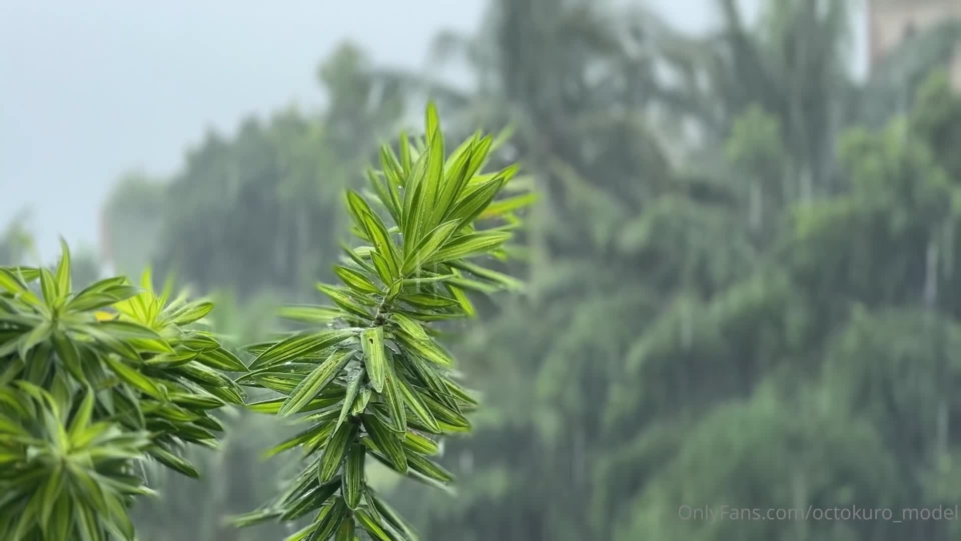 Video 115680 from Octokuro