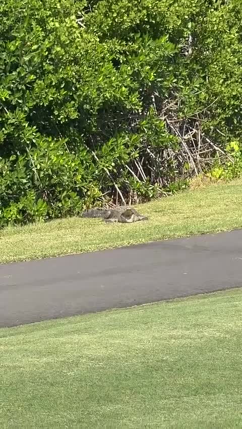 Video 283967 from Malayaax - Sophieraiin