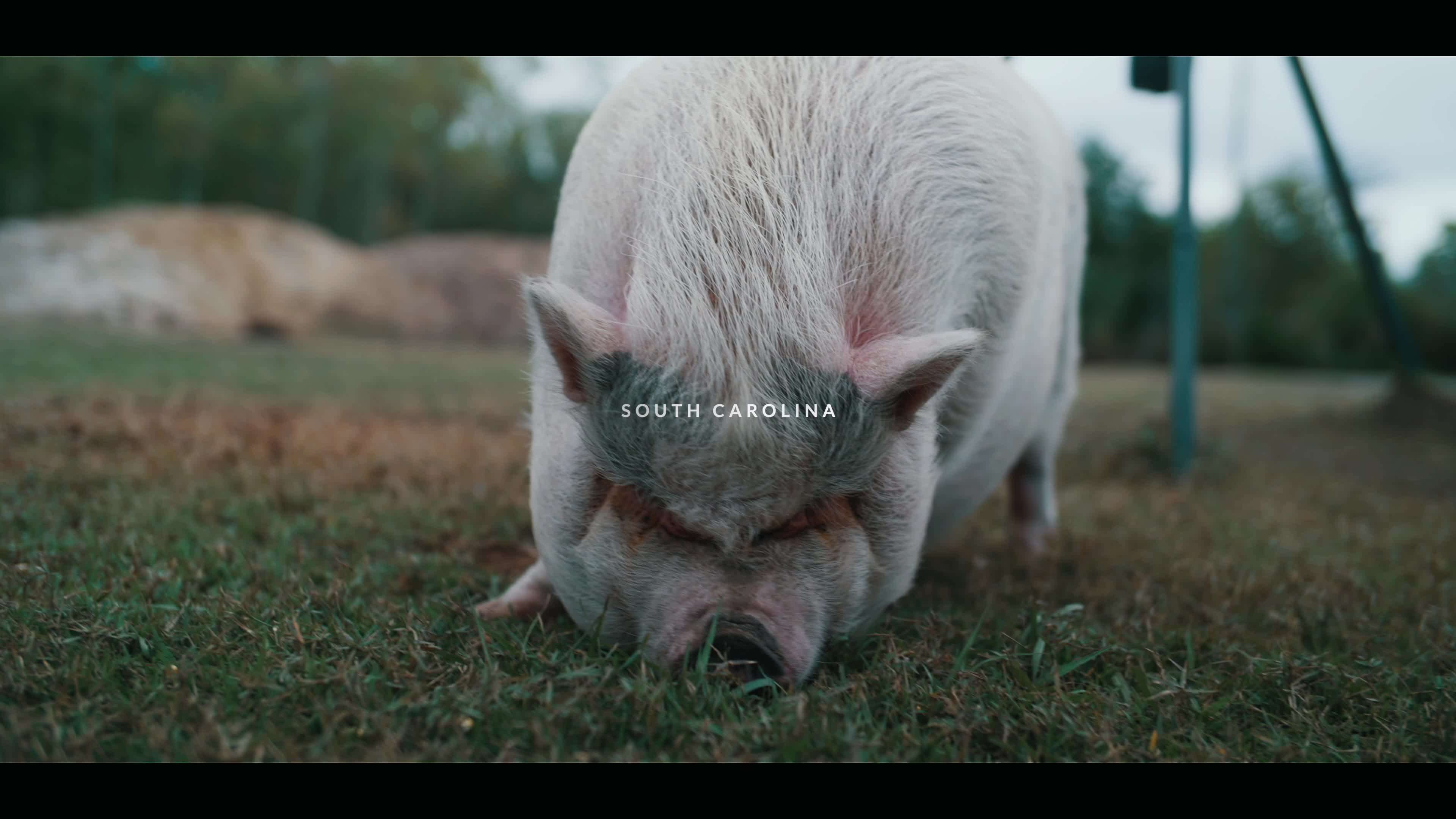 Video 435035 from Macey Estrella (formerly WWE Lacey Evans)