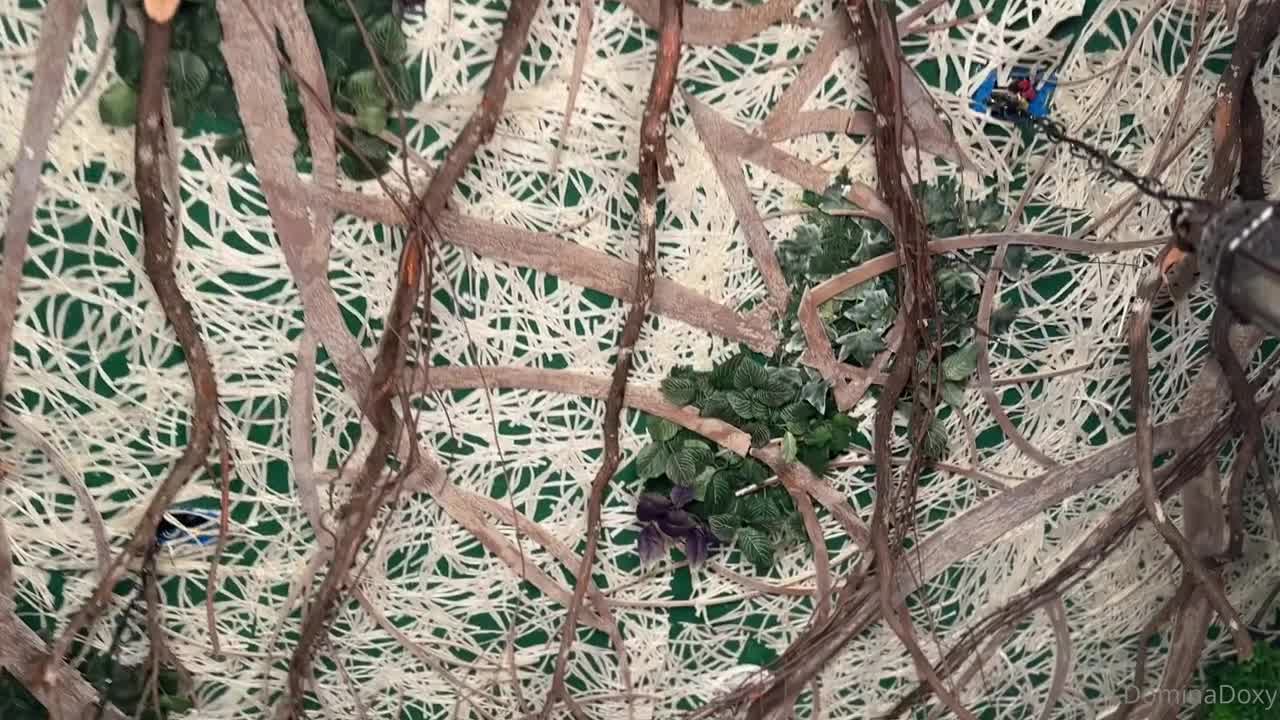 Video 437535 from Mayseeds / sweetangel111